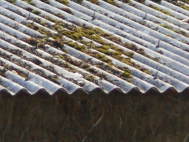 大波スレート屋根調査