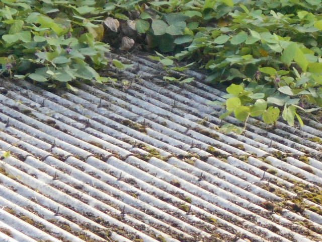 大波スレート屋根調査