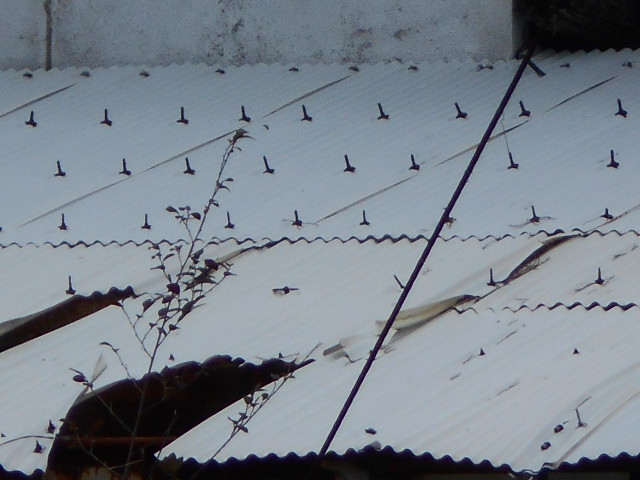 塩ビ波板屋根現場調査