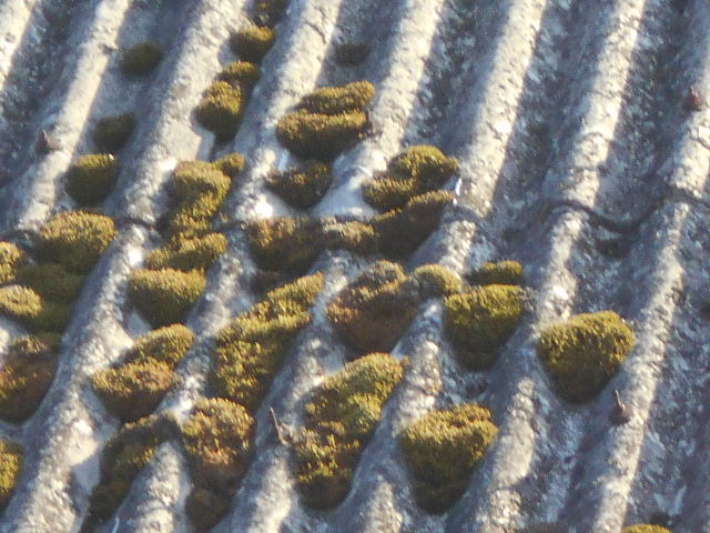 大波スレート屋根調査おおなみ