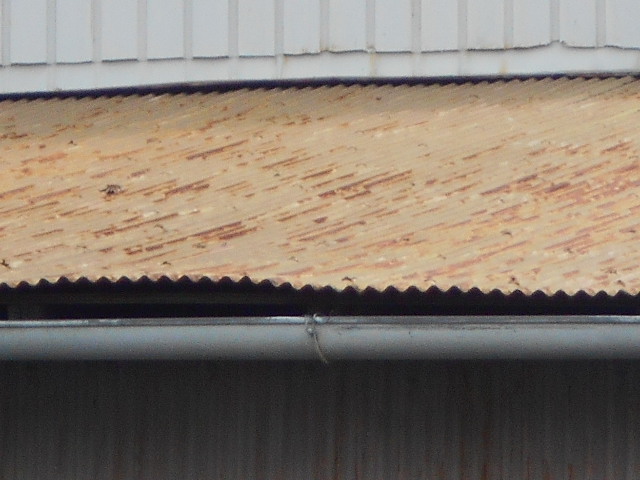 トタン屋根調査