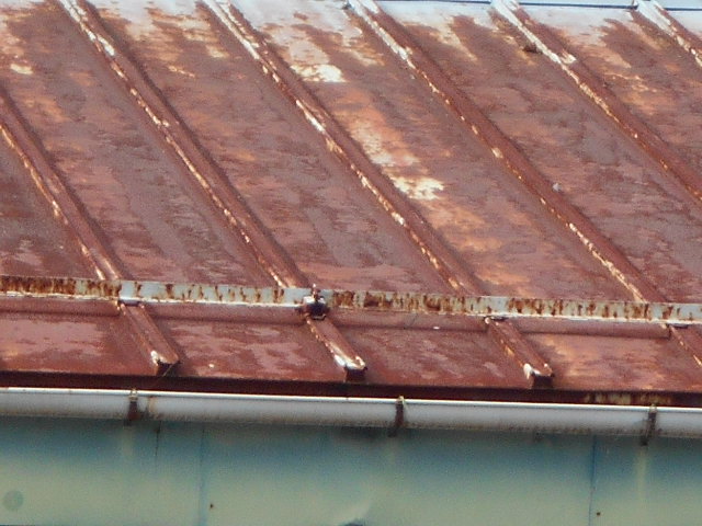 カラートタン瓦棒屋根調査