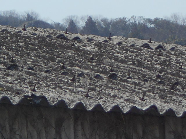 大波スレート屋根調査