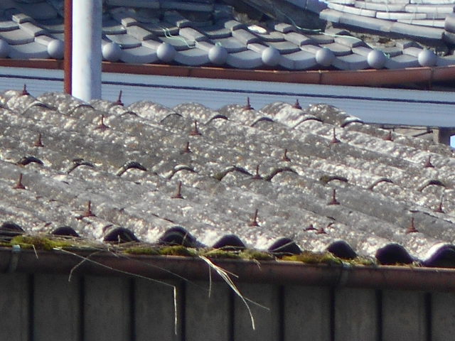 大波スレート屋根調査