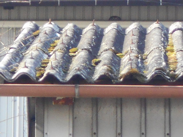 大波スレート屋根調査