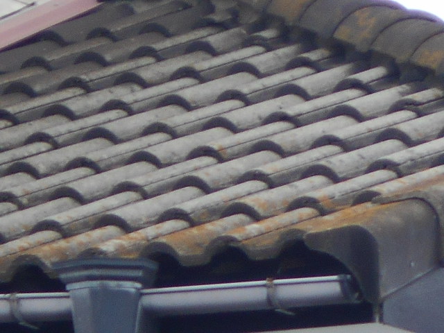 モニエル瓦調査