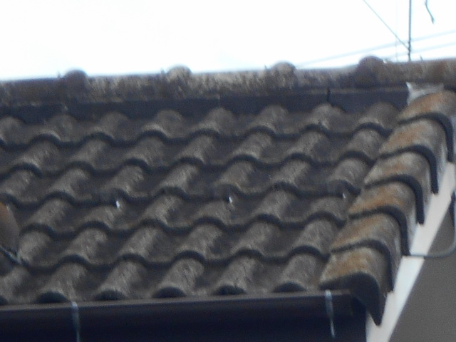 モニエル瓦調査