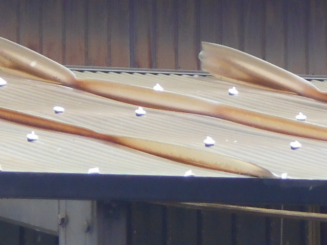 塩ビ波板屋根調査