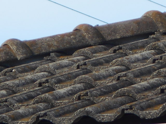 モニエル瓦調査