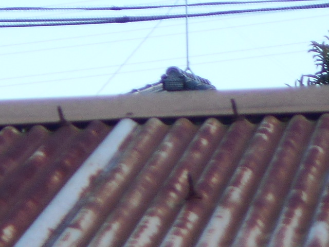 波トタン屋根調査