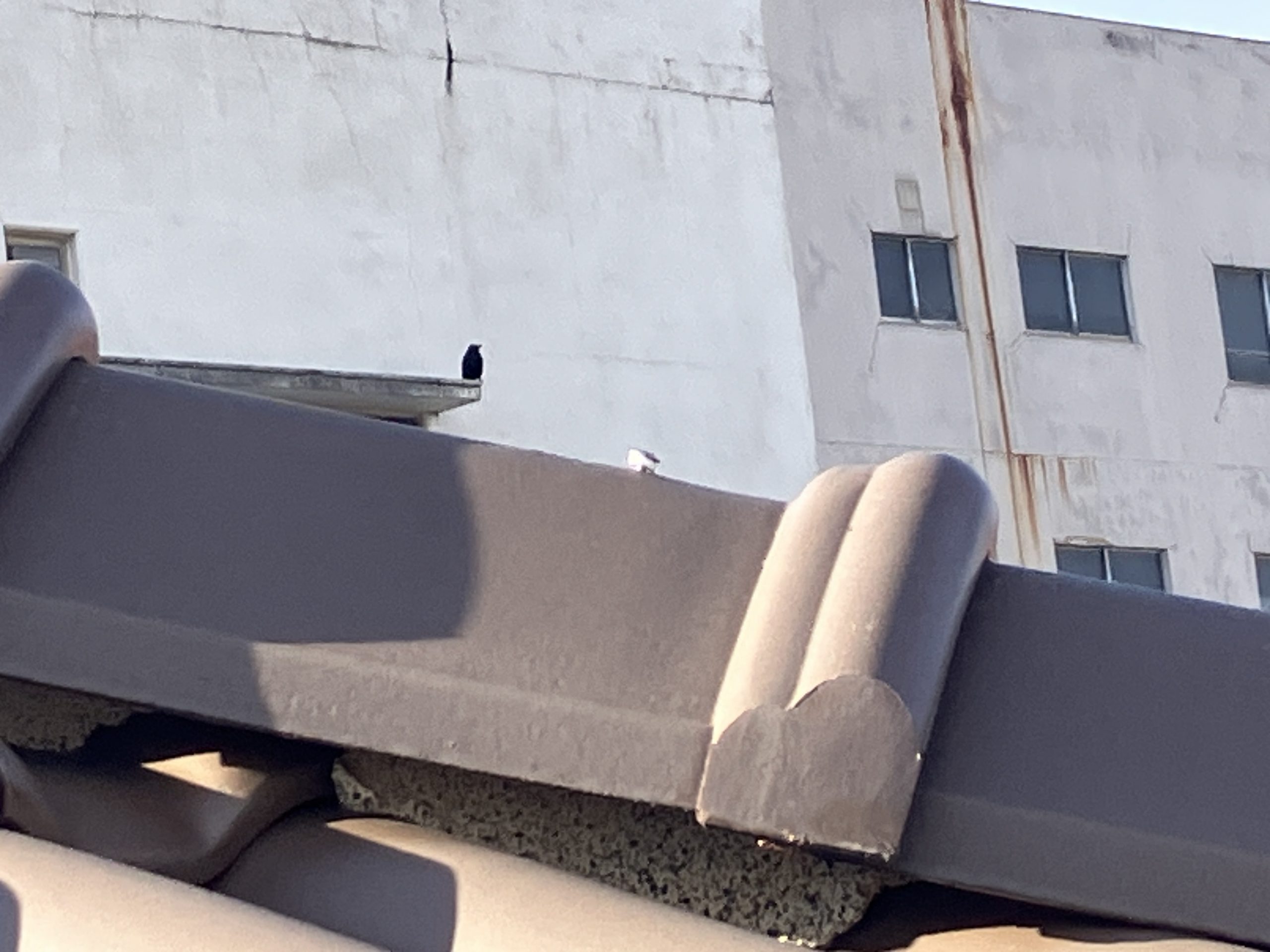 棟端部の漆喰の荒れを確認