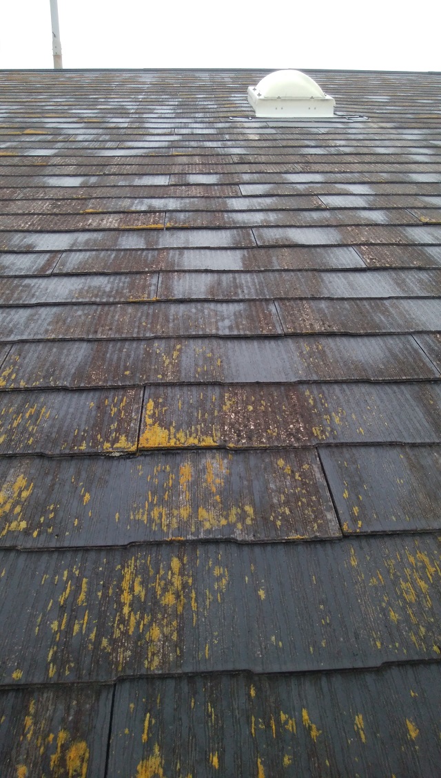 化粧スレート苔