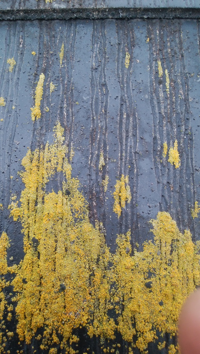 化粧スレート屋根苔