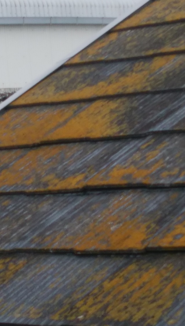 化粧スレート苔