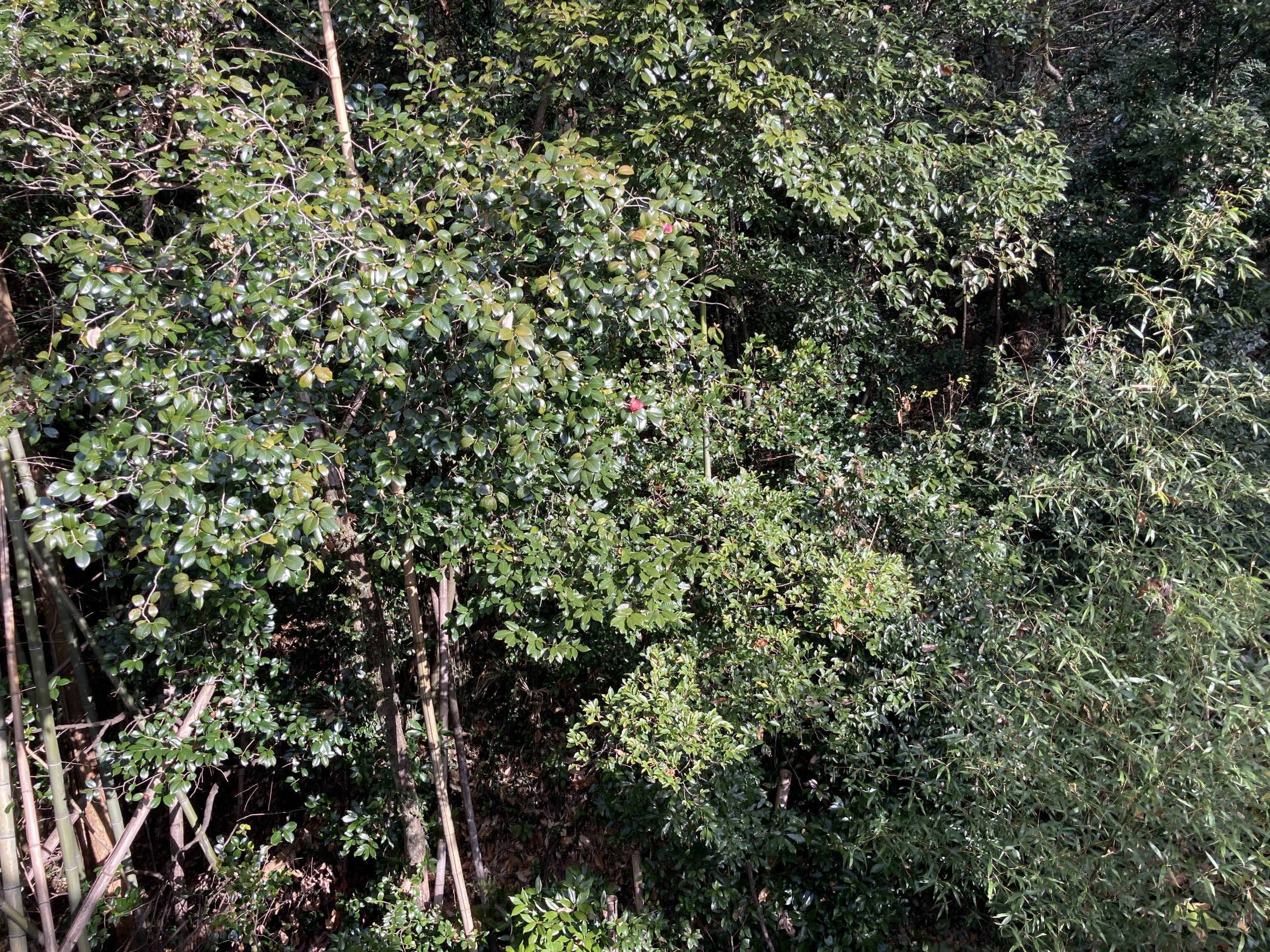 庭先　林に囲まれている