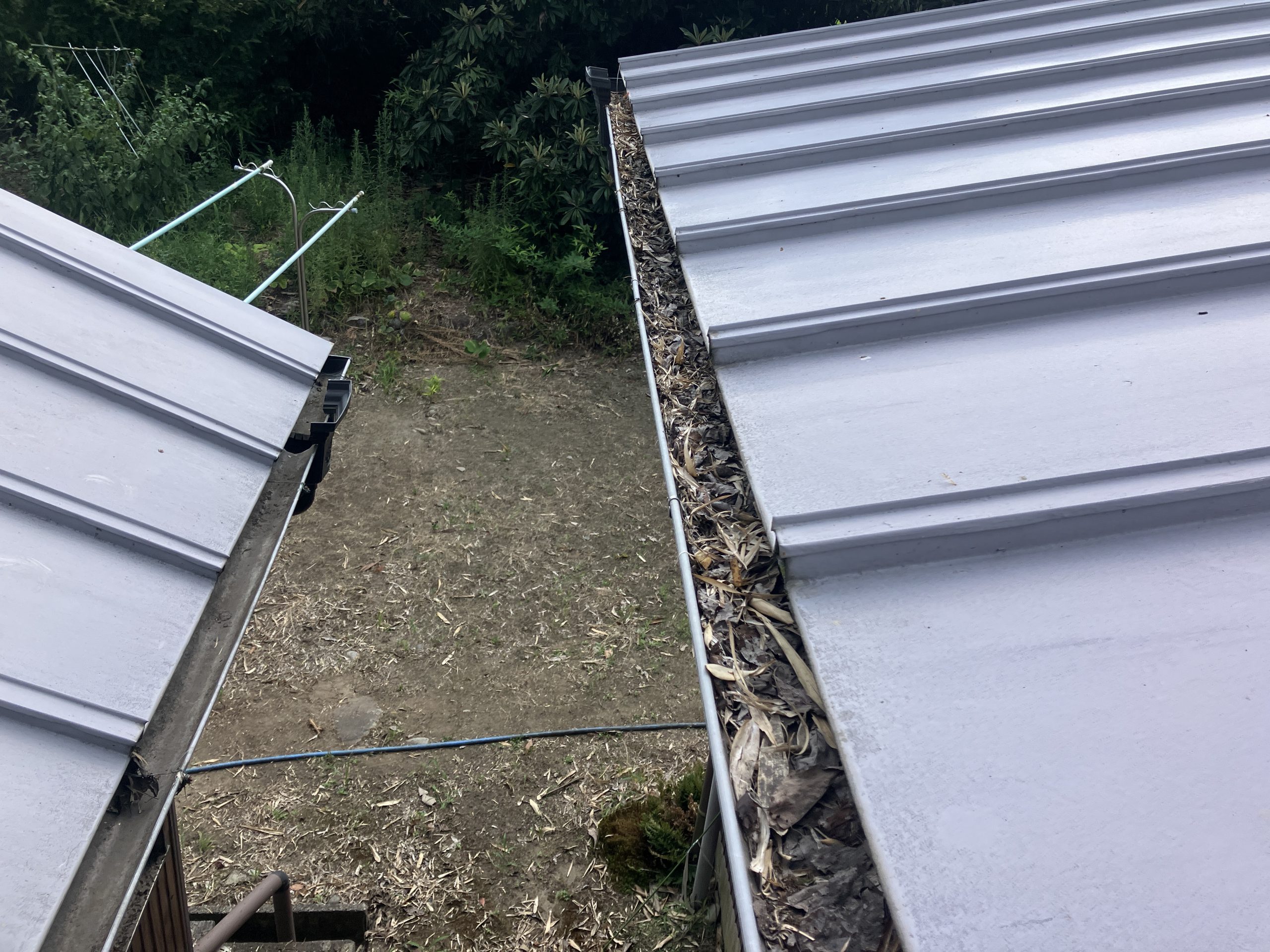雨樋の掃除　施工前の雨樋の写真　笹の葉の堆積