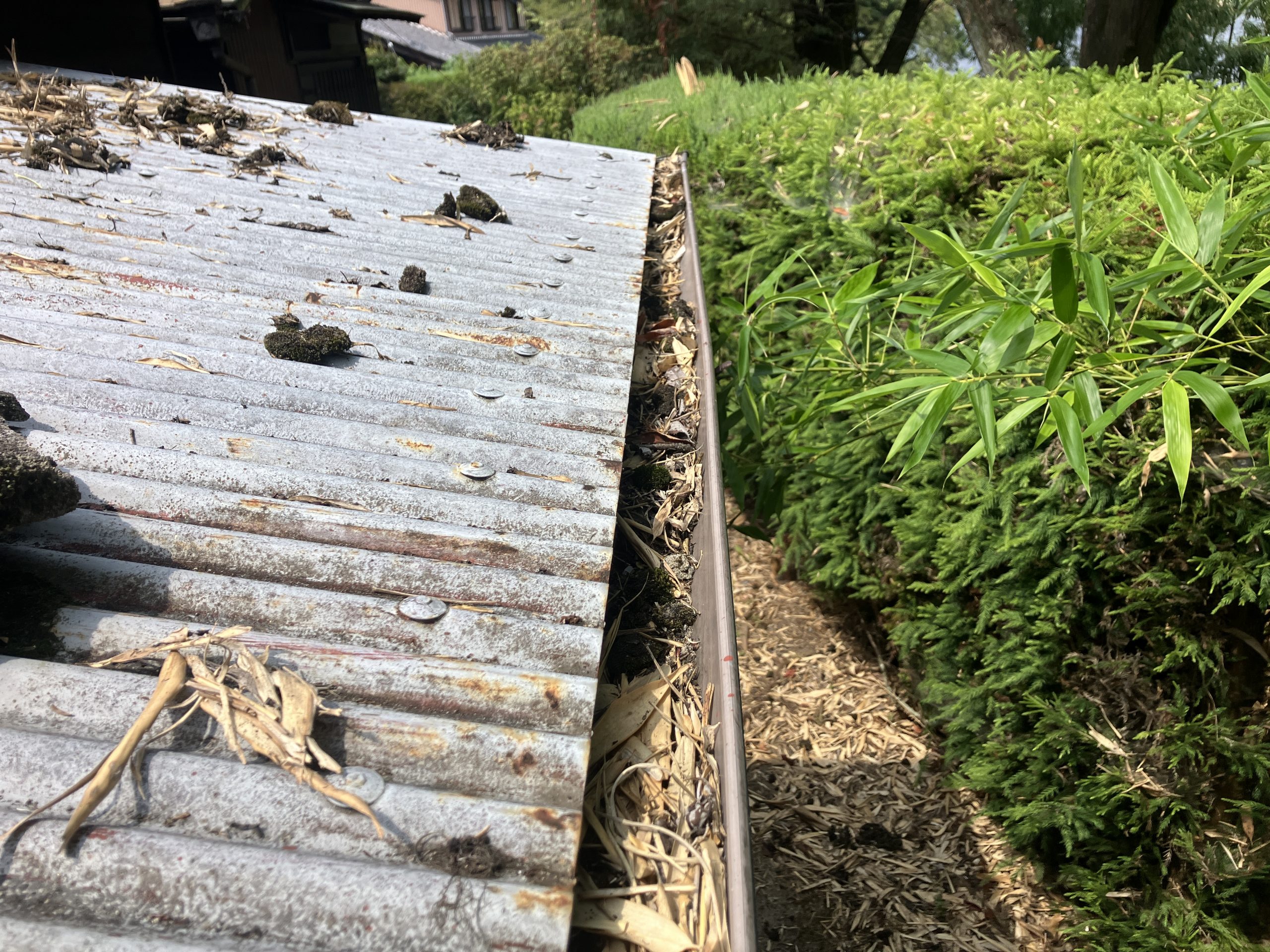 雨樋の掃除　施工前の雨樋の写真　笹の葉の堆積