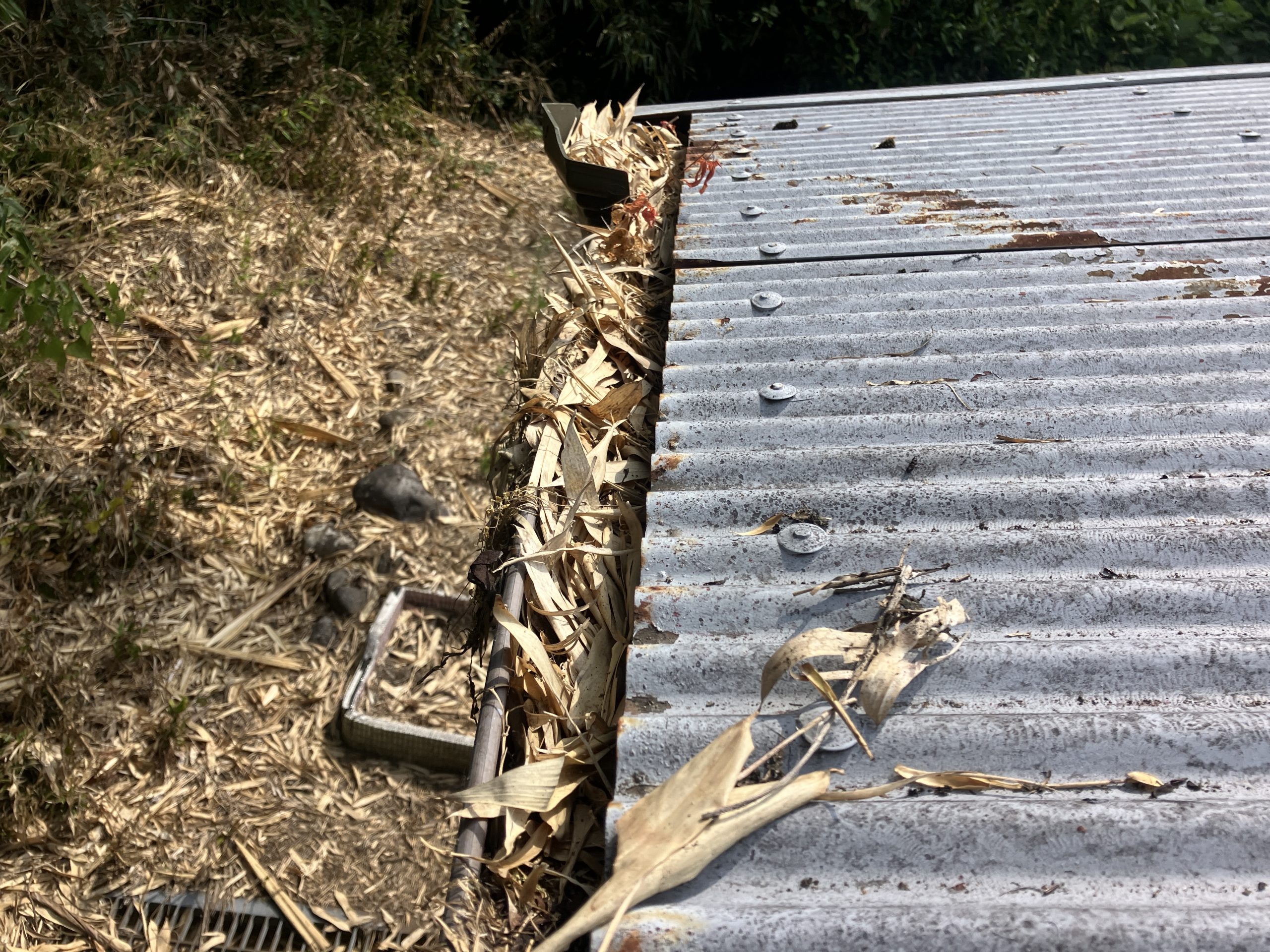 雨樋の掃除　施工前の雨樋の写真　笹の葉の堆積