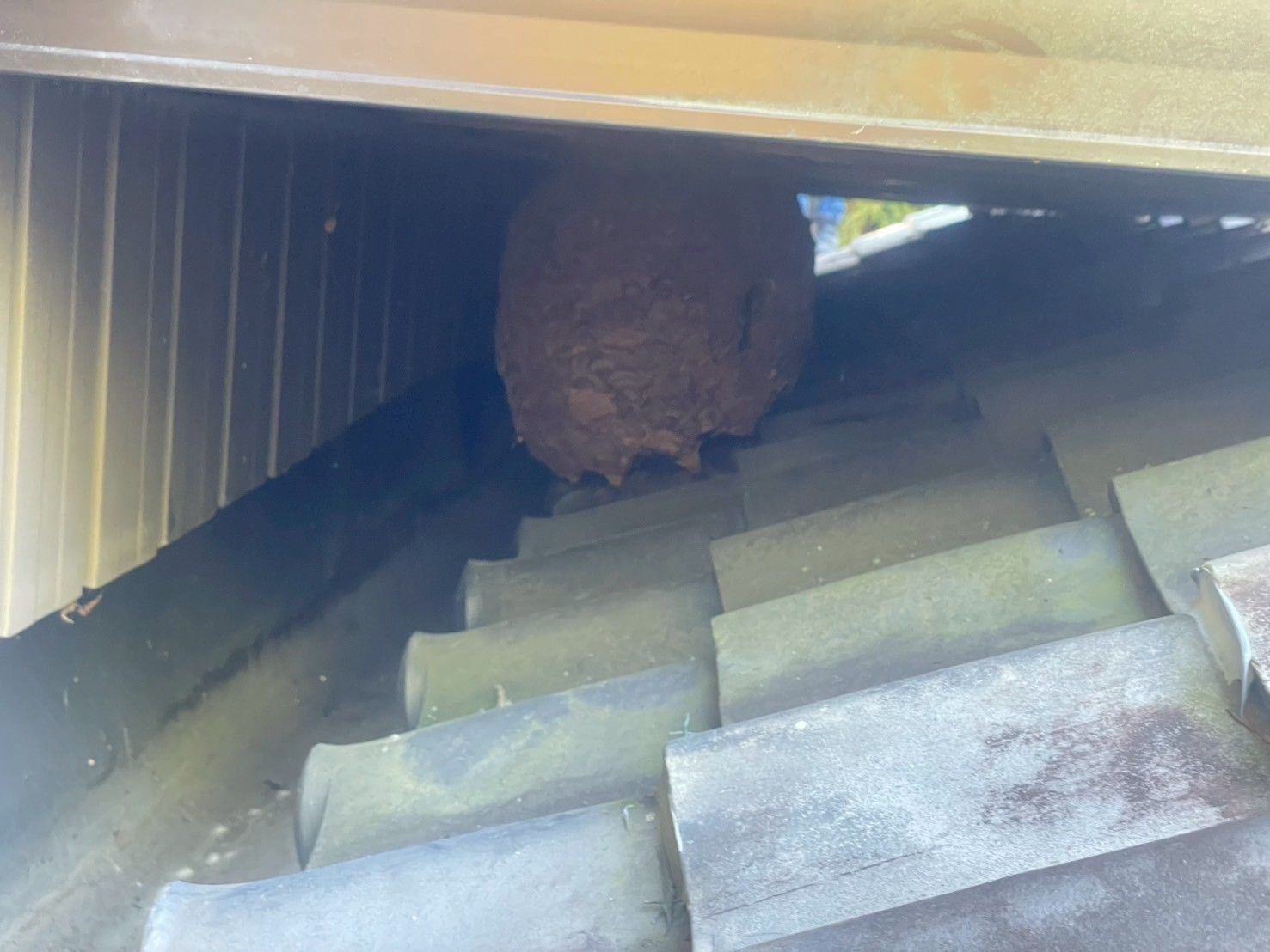 ベランダ下のハチの巣