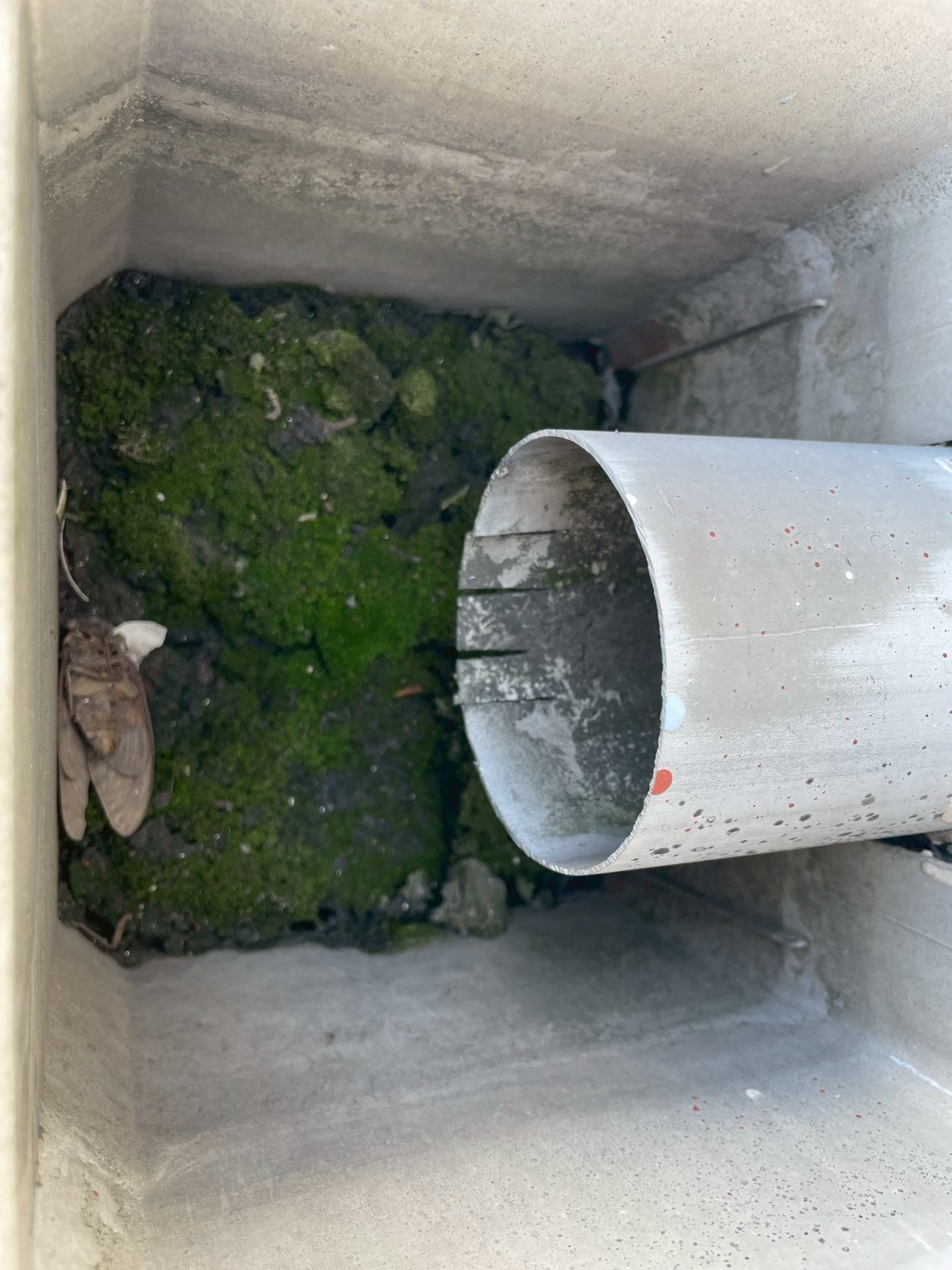 集水器の堆積物