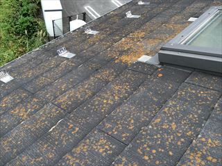 屋根外壁現地調査