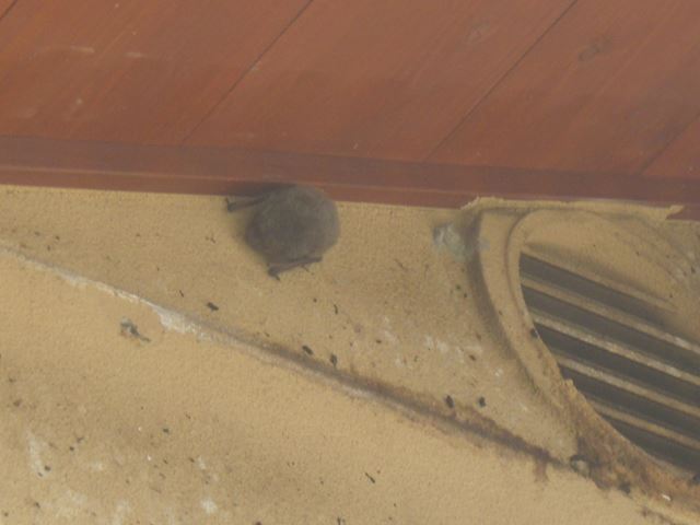 塩尻市コウモリ対策