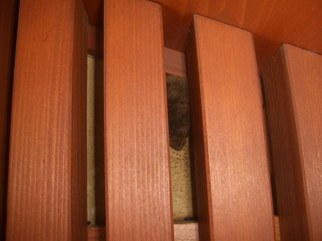 塩尻市コウモリ対策