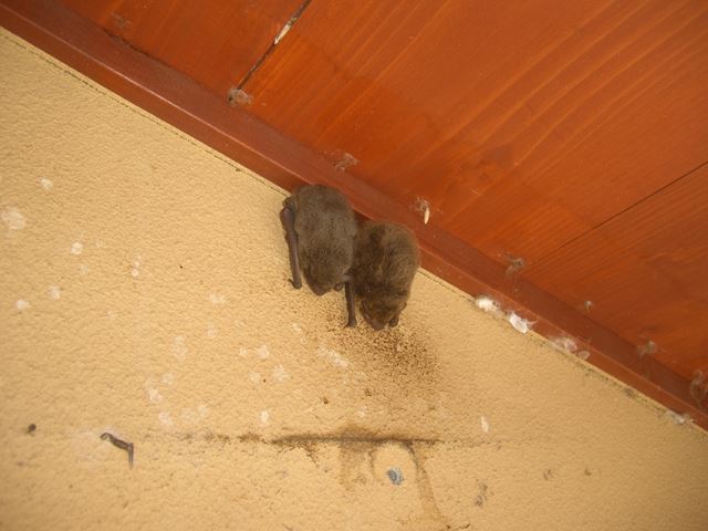 塩尻市コウモリ対策