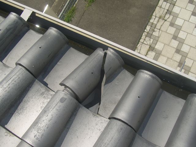 松本市村井ペットショップ