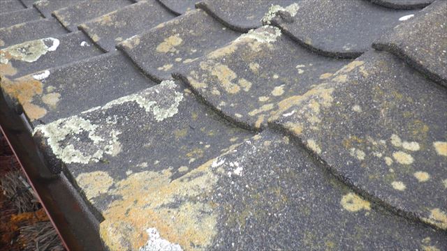 セメント瓦　コケ　藻