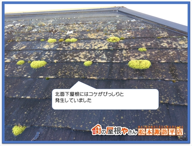 コケや藻について