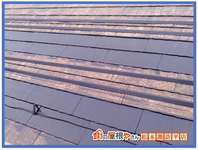 コケや藻について