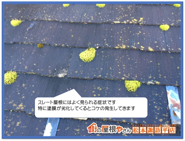 コケや藻について