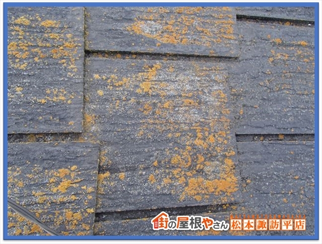 コケや藻について