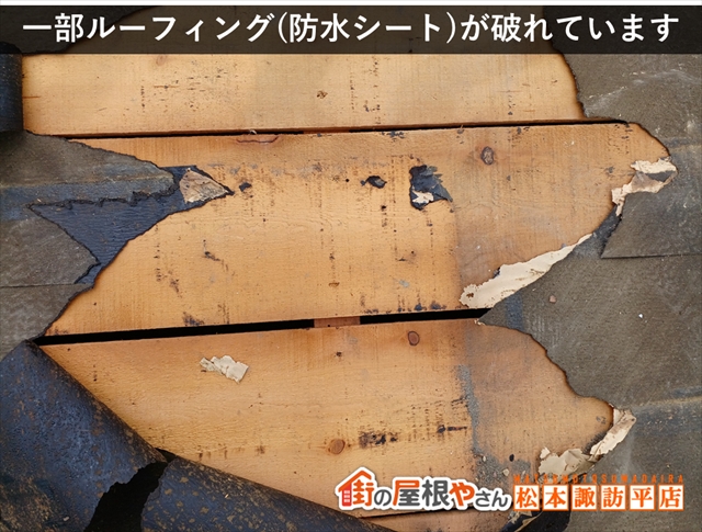 松本市公民館屋根葺き替え工事 破れたルーフィング