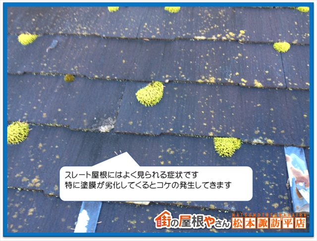 藻やコケの対処法