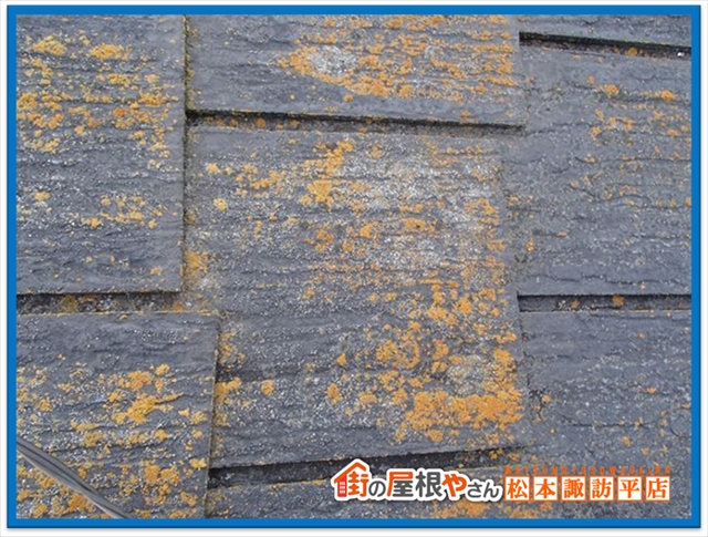 藻やコケの対処法