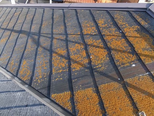 カラーベストの黄色カビの状態