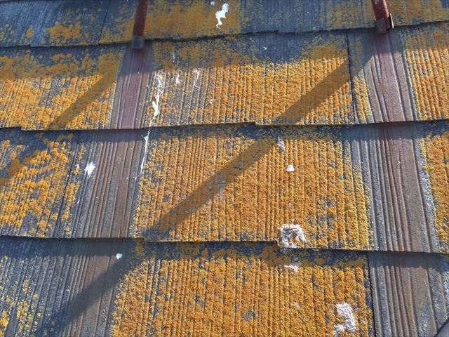 カラーベストの黄色カビの状態