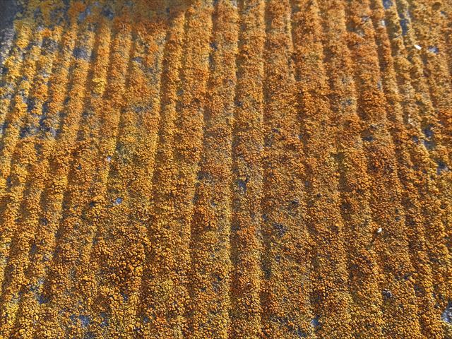 カラーベストの黄色カビの状態