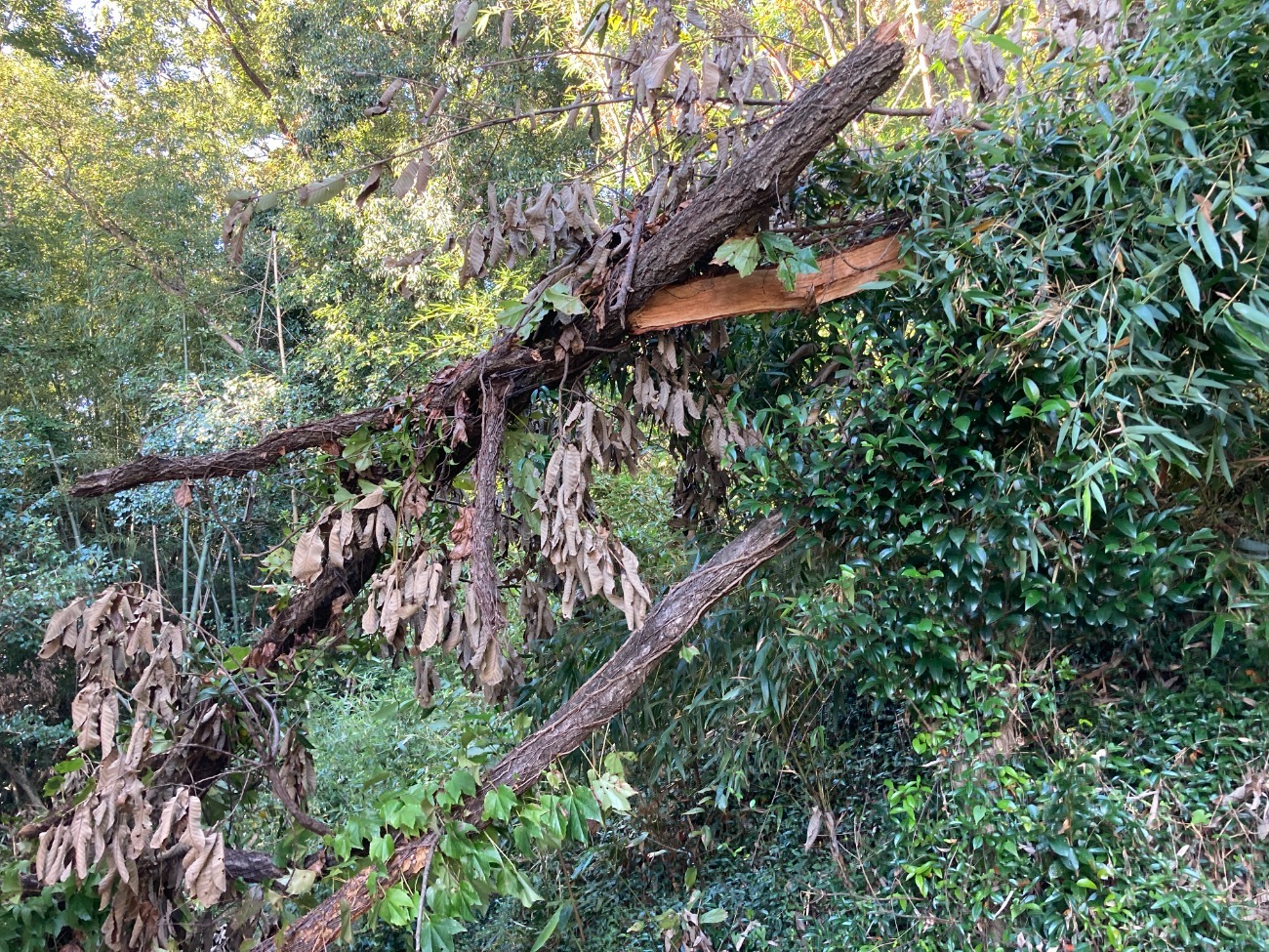 倒木により瓦の割れが発生しました