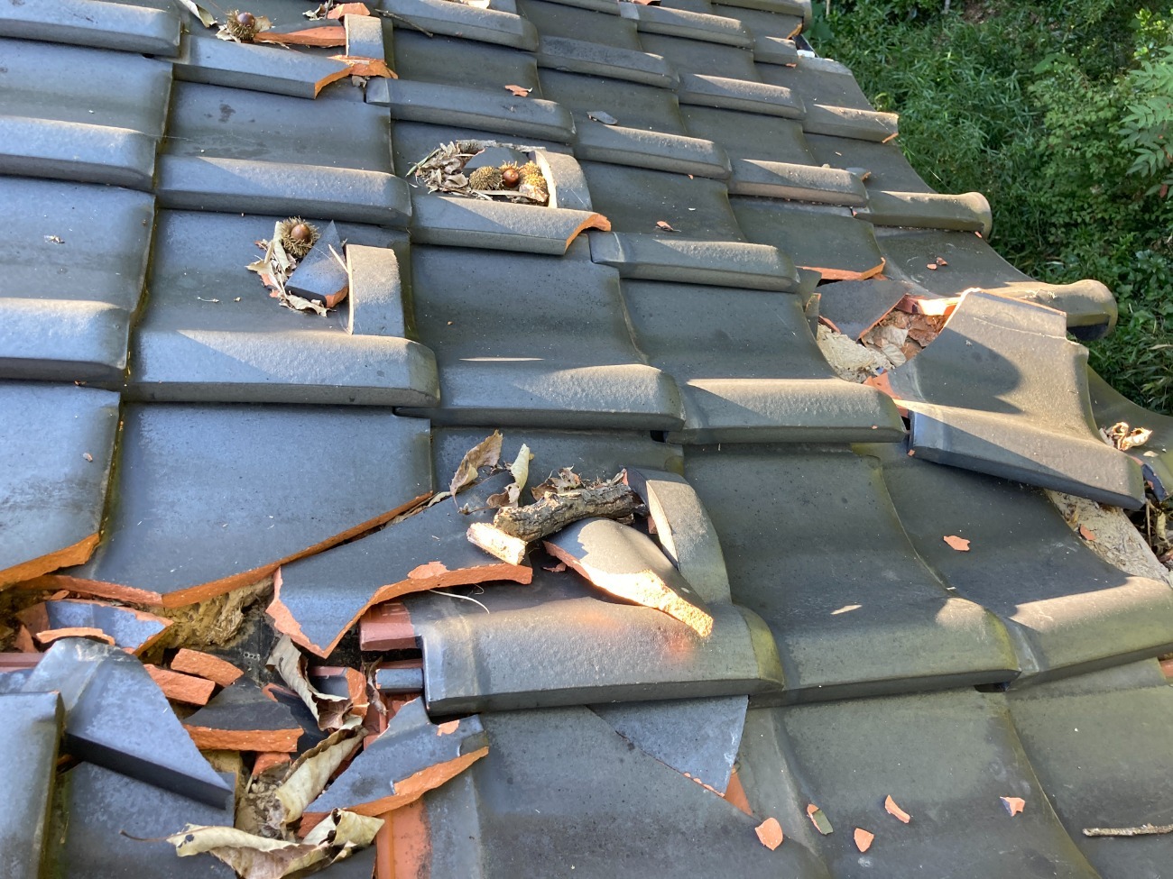 倒木による瓦の割れ状況