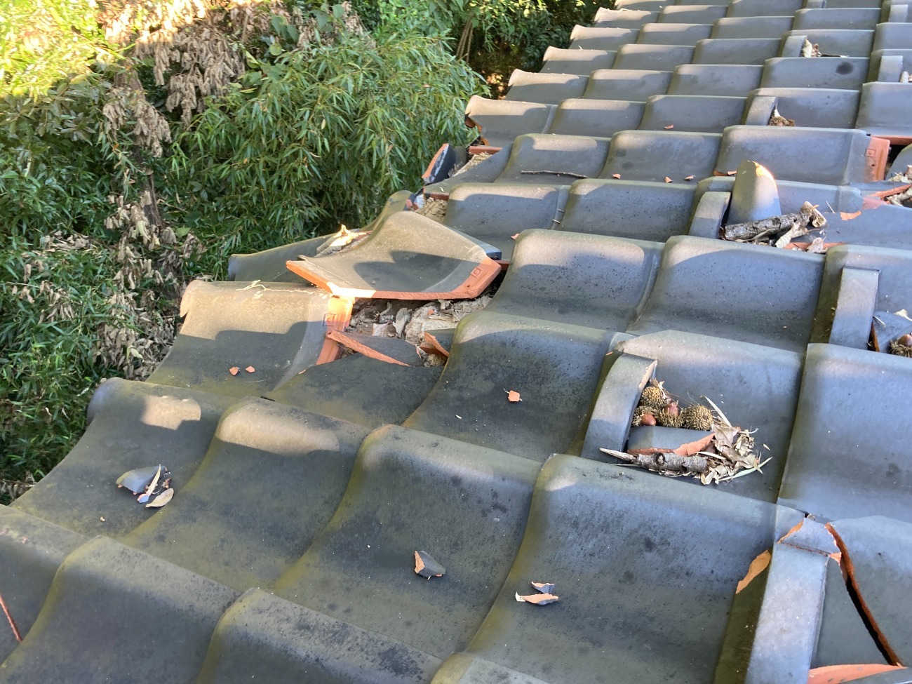 倒木による瓦の割れ状況