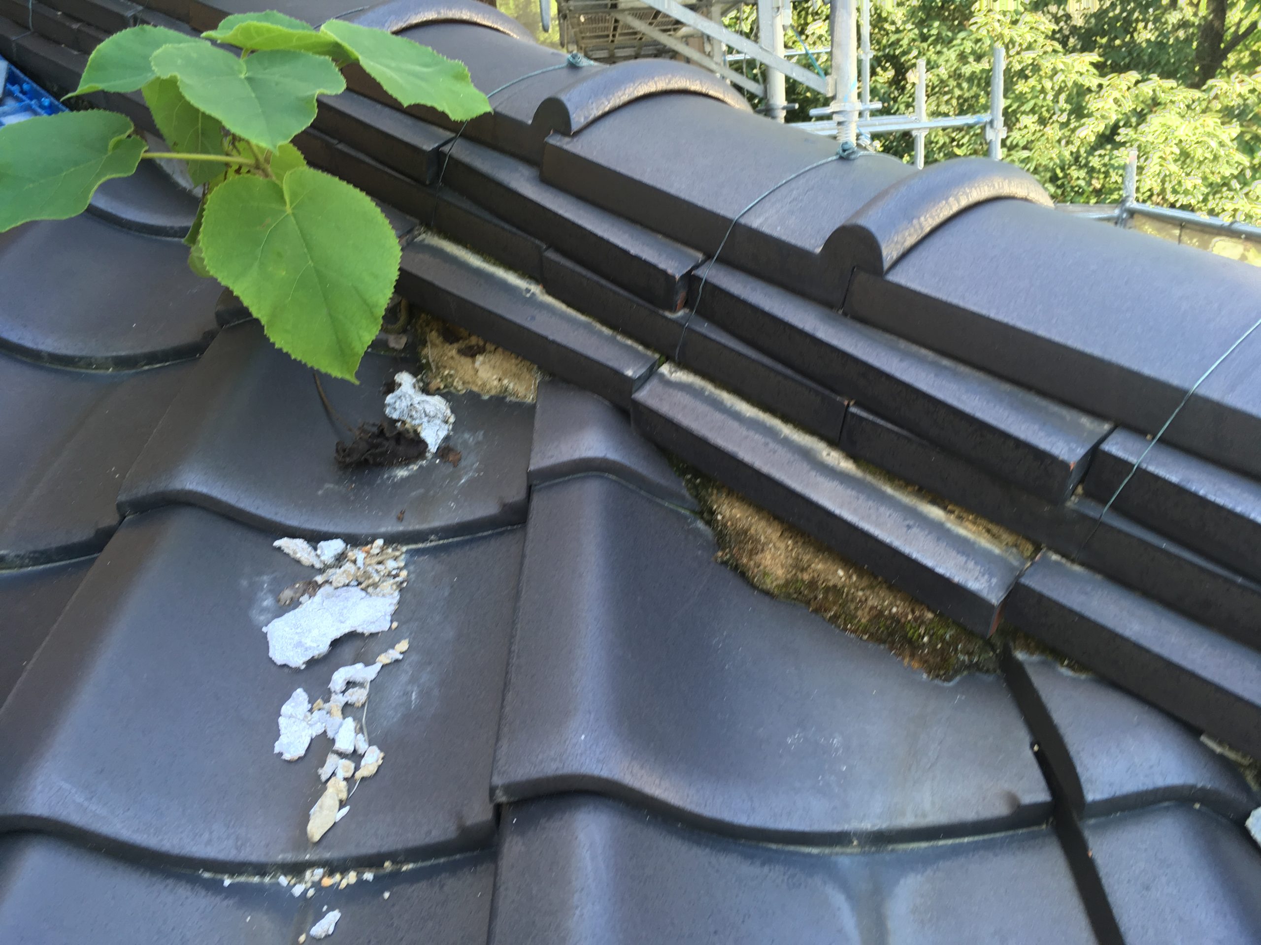 棟からなんと雑草が