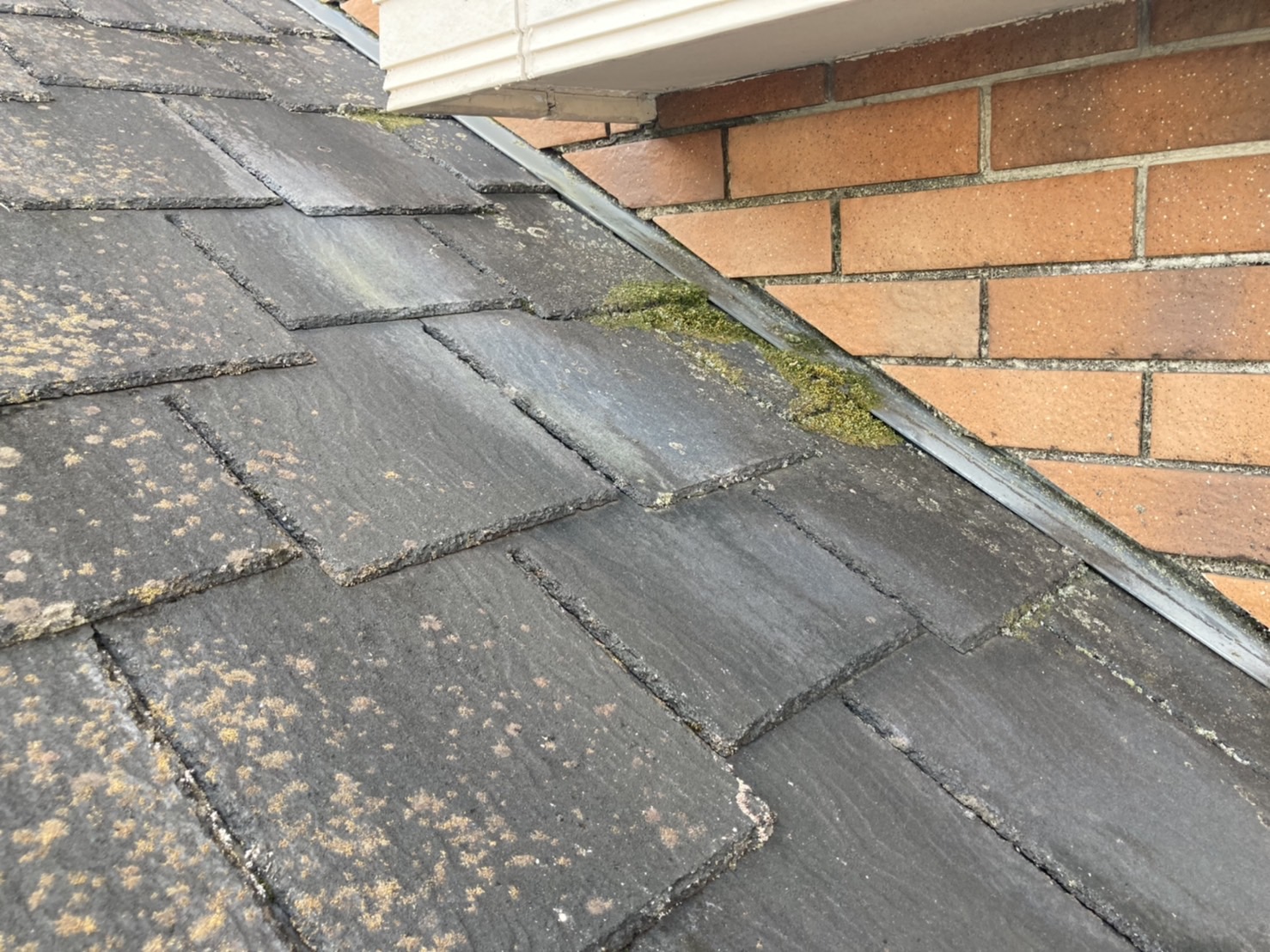 屋根点検　カビの付着