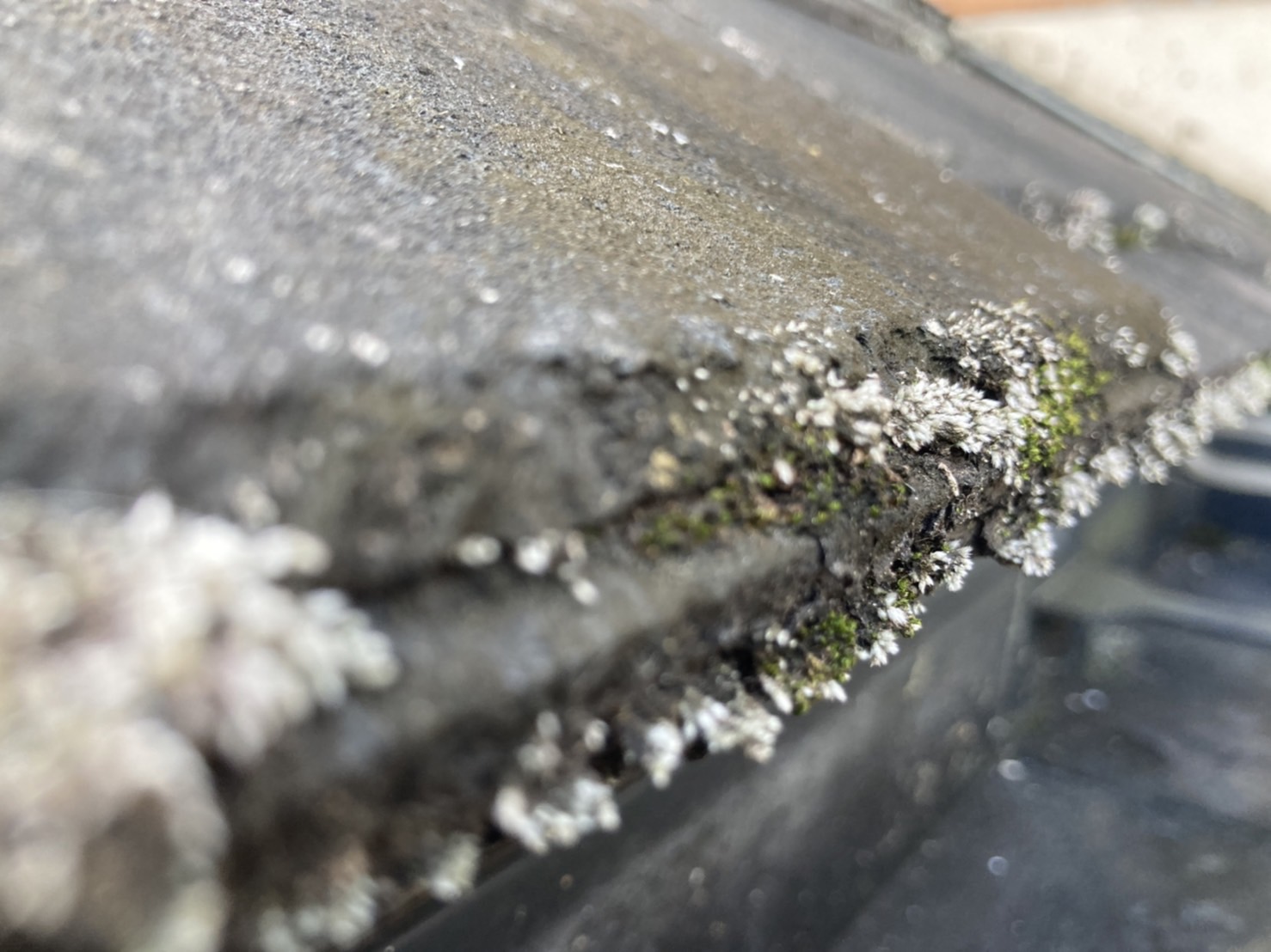 屋根点検　コケの付着