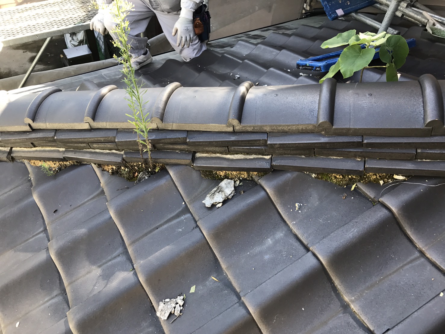 棟の中に根っこが生えている