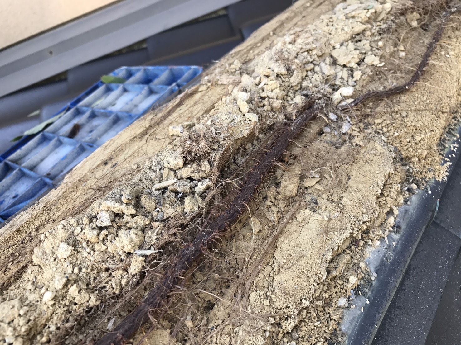 棟の中に根っこが生えている