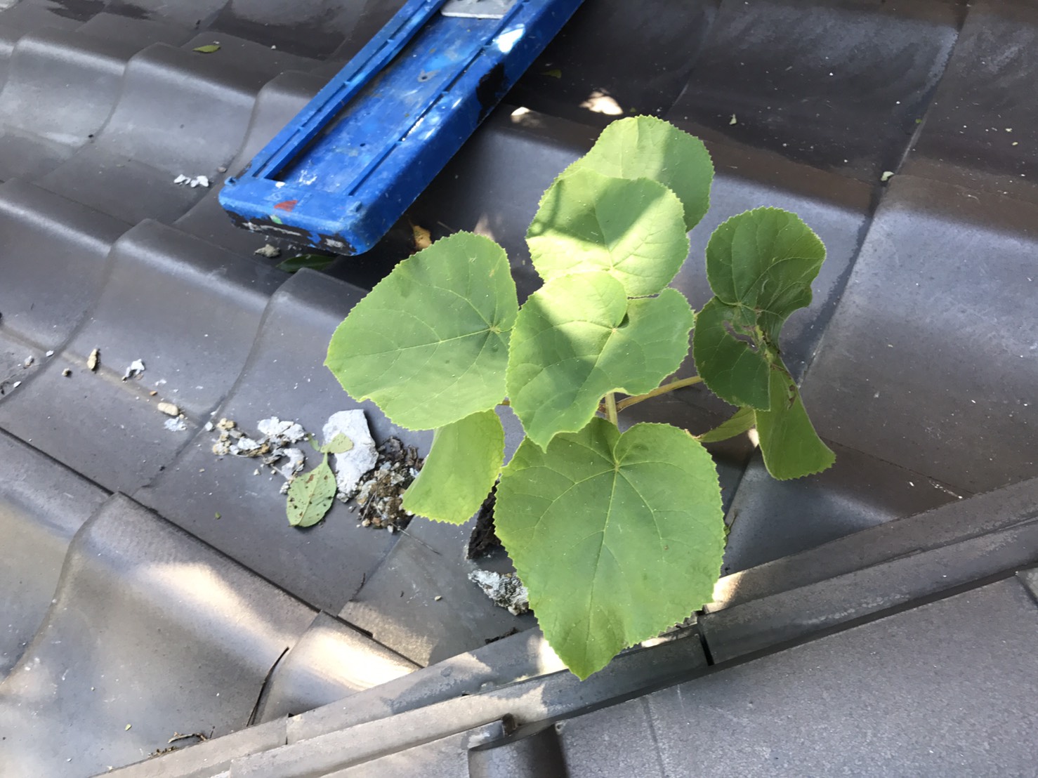 植物が生えている