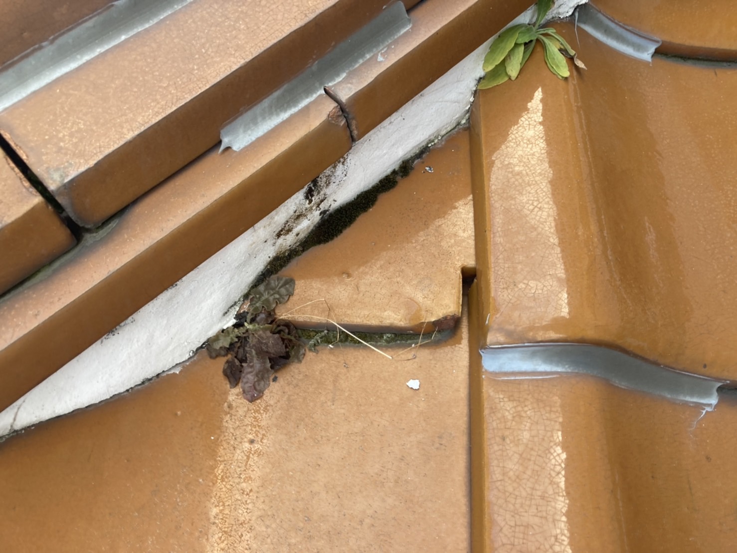 棟瓦に草が生えている